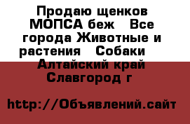 Продаю щенков МОПСА беж - Все города Животные и растения » Собаки   . Алтайский край,Славгород г.